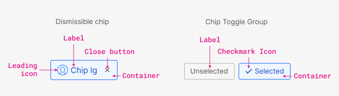 chip anatomy